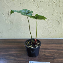 Load image into Gallery viewer, #R14 Philodendron Dean Mcdowell x Mamei