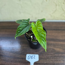 Load image into Gallery viewer, #D82 Philodendron Furcatum