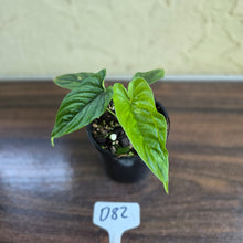 Load image into Gallery viewer, #D82 Philodendron Furcatum