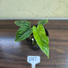 Load image into Gallery viewer, #D82 Philodendron Furcatum