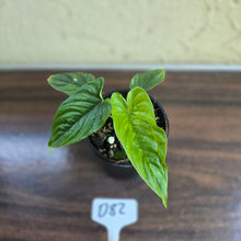 Load image into Gallery viewer, #D82 Philodendron Furcatum