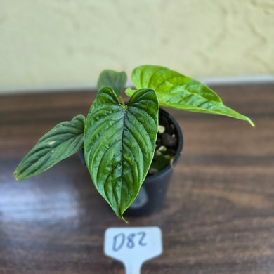 #D82 Philodendron Furcatum