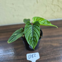 Load image into Gallery viewer, #D82 Philodendron Furcatum