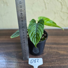 Load image into Gallery viewer, #D82 Philodendron Furcatum