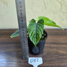 Load image into Gallery viewer, #D82 Philodendron Furcatum