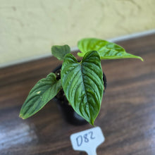 Load image into Gallery viewer, #D82 Philodendron Furcatum