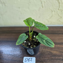 Load image into Gallery viewer, #D82 Philodendron Furcatum
