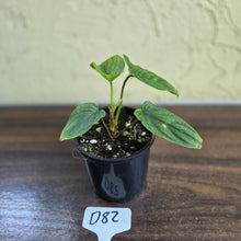 Load image into Gallery viewer, #D82 Philodendron Furcatum