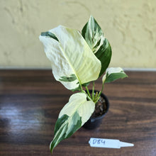 Load image into Gallery viewer, #D84 Spathiphyllum Picasso