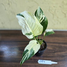 Load image into Gallery viewer, #D84 Spathiphyllum Picasso