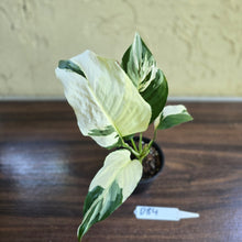 Load image into Gallery viewer, #D84 Spathiphyllum Picasso