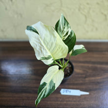 Load image into Gallery viewer, #D84 Spathiphyllum Picasso