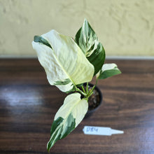 Load image into Gallery viewer, #D84 Spathiphyllum Picasso