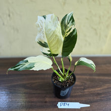 Load image into Gallery viewer, #D84 Spathiphyllum Picasso