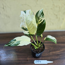 Load image into Gallery viewer, #D84 Spathiphyllum Picasso