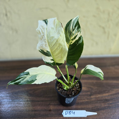 #D84 Spathiphyllum Picasso