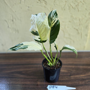 #D84 Spathiphyllum Picasso