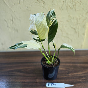 #D84 Spathiphyllum Picasso