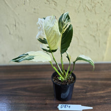 Load image into Gallery viewer, #D84 Spathiphyllum Picasso