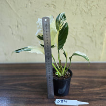 Load image into Gallery viewer, #D84 Spathiphyllum Picasso