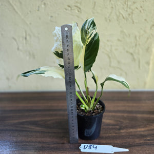 #D84 Spathiphyllum Picasso