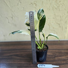 Load image into Gallery viewer, #D84 Spathiphyllum Picasso