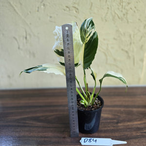 #D84 Spathiphyllum Picasso