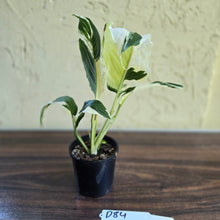 Load image into Gallery viewer, #D84 Spathiphyllum Picasso
