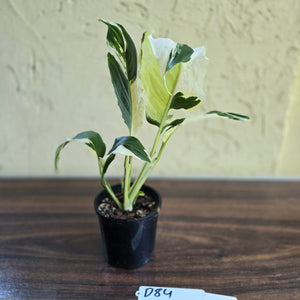 #D84 Spathiphyllum Picasso