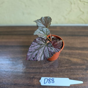 #D88 Begonia Unknown