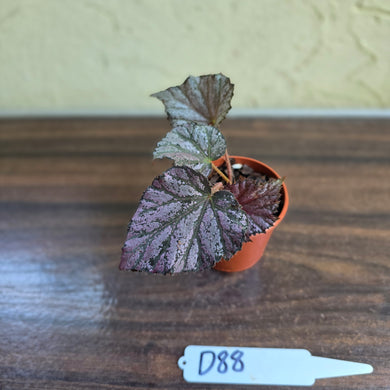 #D88 Begonia Unknown