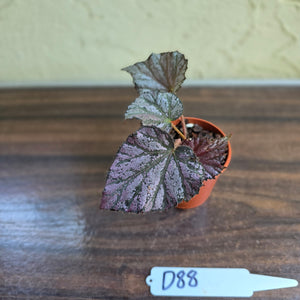#D88 Begonia Unknown
