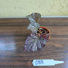 Load image into Gallery viewer, #D88 Begonia Unknown