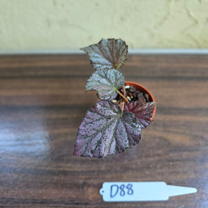 #D88 Begonia Unknown