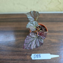Load image into Gallery viewer, #D88 Begonia Unknown