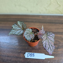 Load image into Gallery viewer, #D88 Begonia Unknown