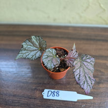 Load image into Gallery viewer, #D88 Begonia Unknown