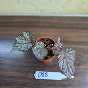 #D88 Begonia Unknown