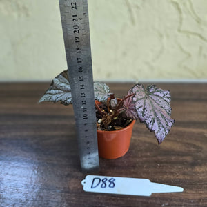 #D88 Begonia Unknown
