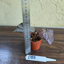 Load image into Gallery viewer, #D88 Begonia Unknown