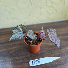 Load image into Gallery viewer, #D88 Begonia Unknown