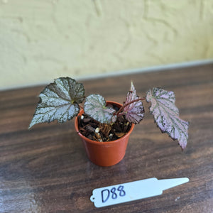 #D88 Begonia Unknown