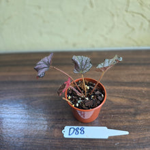 Load image into Gallery viewer, #D88 Begonia Unknown