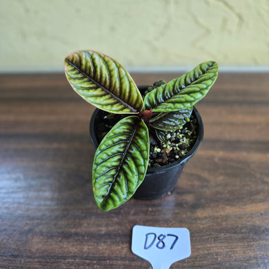 #D87 Labisia Sp.