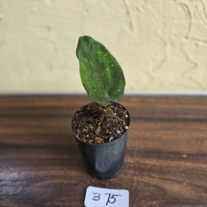 #B75 Anthurium Midnight Velvet