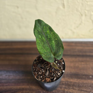 #B75 Anthurium Midnight Velvet