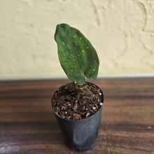 Load image into Gallery viewer, #B75 Anthurium Midnight Velvet