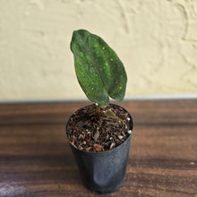Load image into Gallery viewer, #B75 Anthurium Midnight Velvet