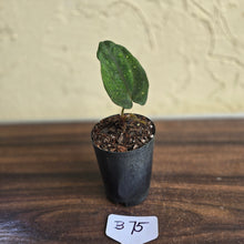 Load image into Gallery viewer, #B75 Anthurium Midnight Velvet