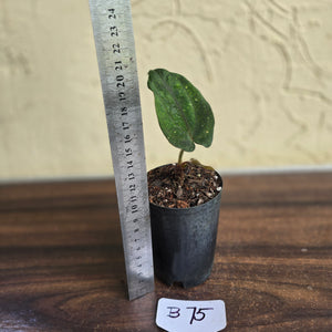 #B75 Anthurium Midnight Velvet
